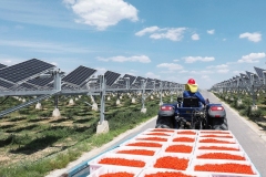 WFN-Agrovoltaico-1-1170x780-1