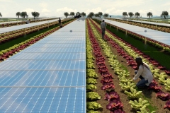 WFN-Agrovoltaico-3-1170x780-1