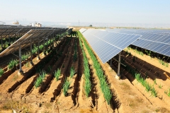 WFN-Agrovoltaico-4-1170x780-1